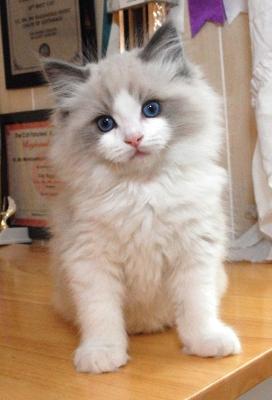 Looking to Buy a Ragdoll Kitten from a Trusted Cattery in Mumbai?​